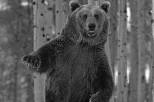 Wideo pijany bear dancer conquers internet Wideo pijany bear dancer conquers internet